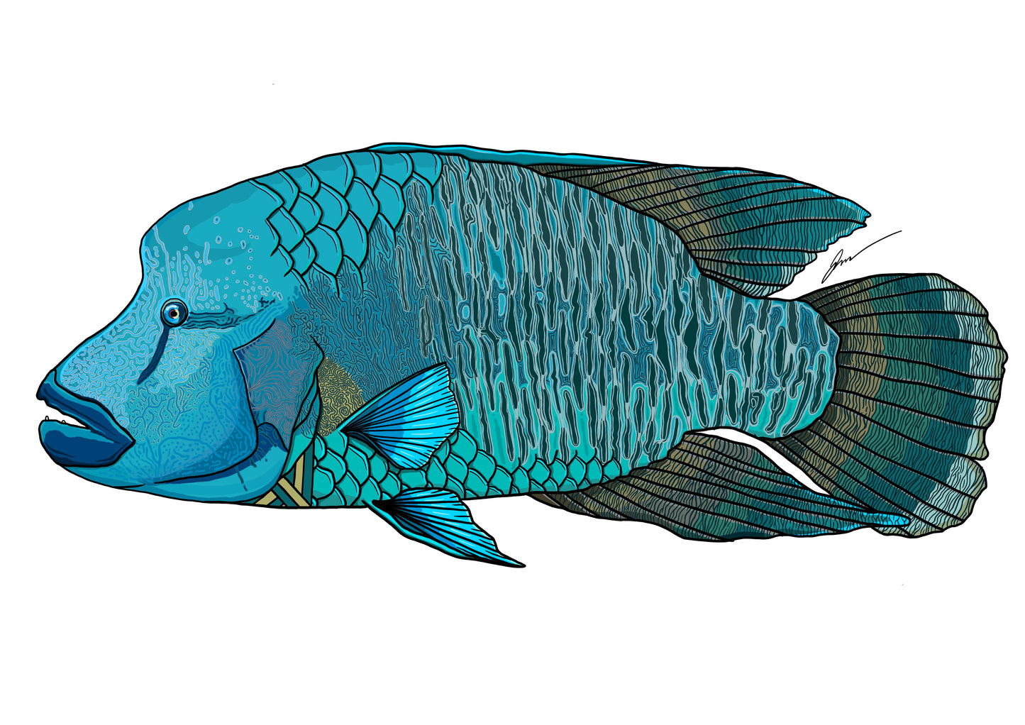 Wrasse Decals