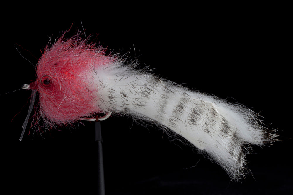 BRADLEY'S BARRA BUNNY