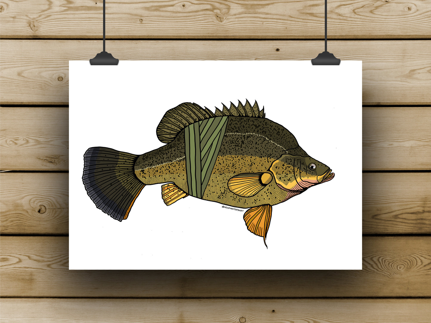 Yellow Belly Prints - **MONTHLY PREORDER** See description