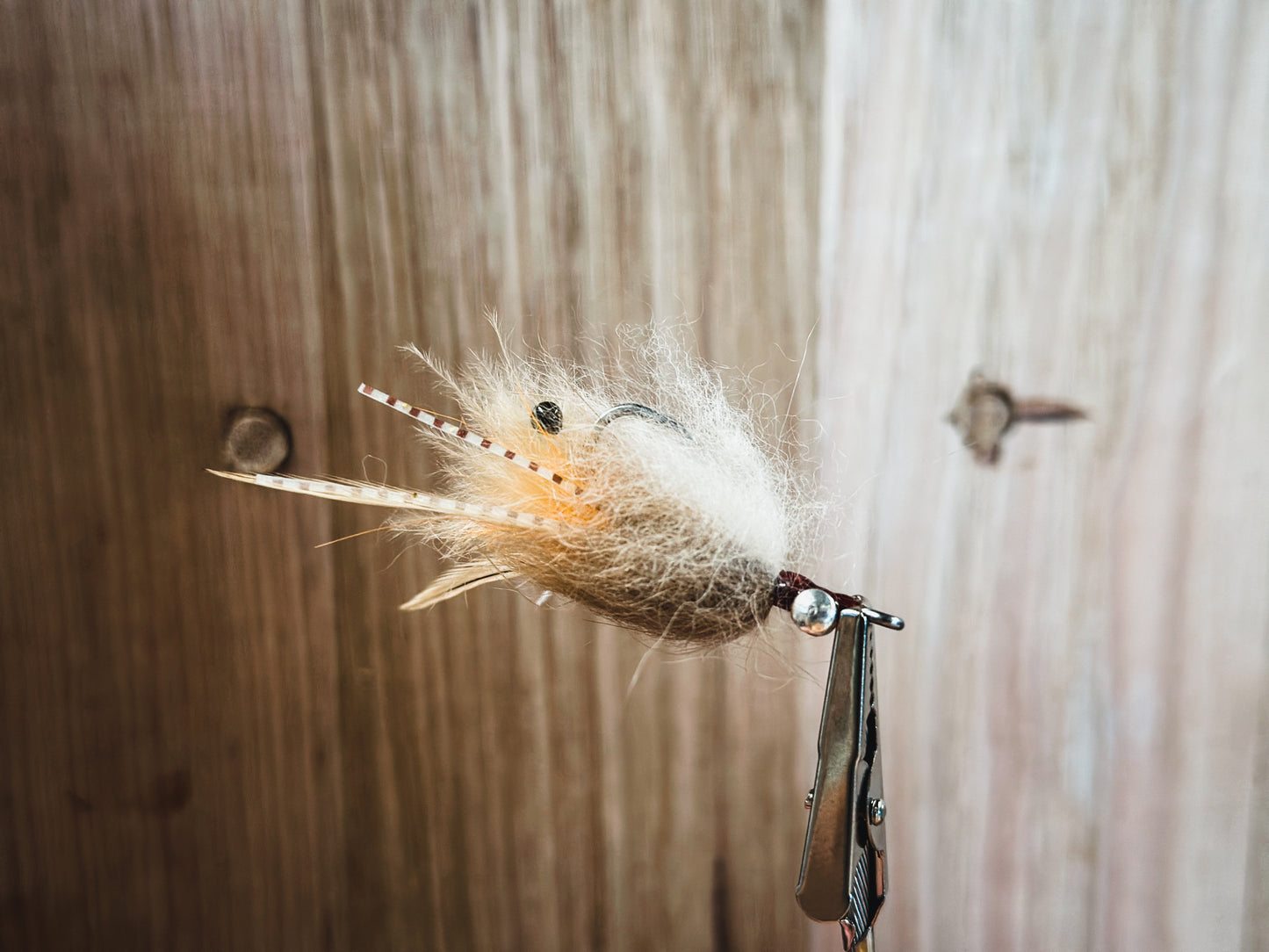 Tan Spawning Shrimp
