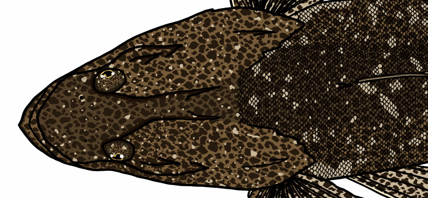 Flathead Decals