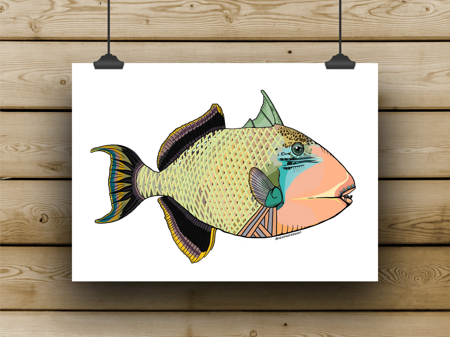 Trigger Fish - **MONTHLY PREORDER** See description