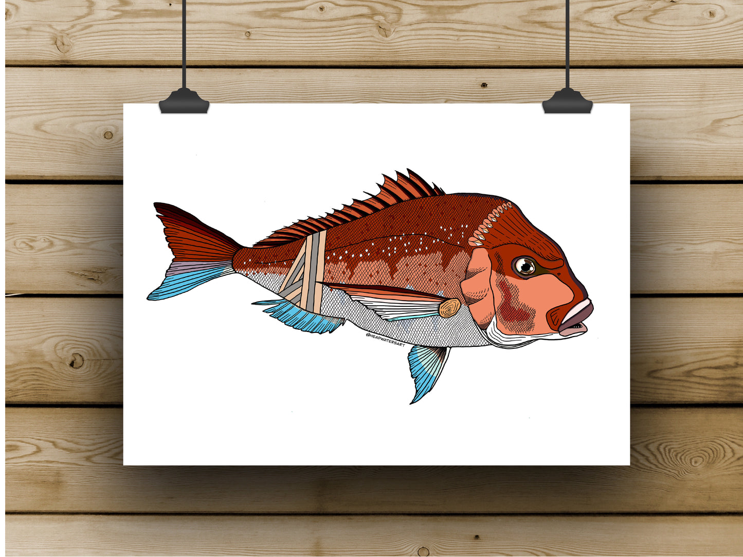 Snapper Prints - **MONTHLY PREORDER** See description