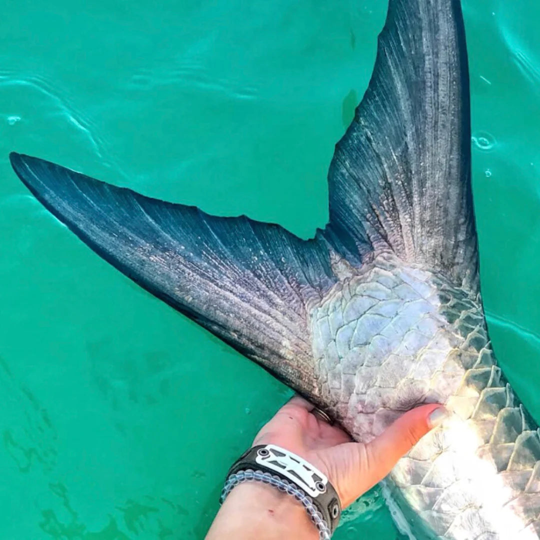 Classic Collection - Tarpon