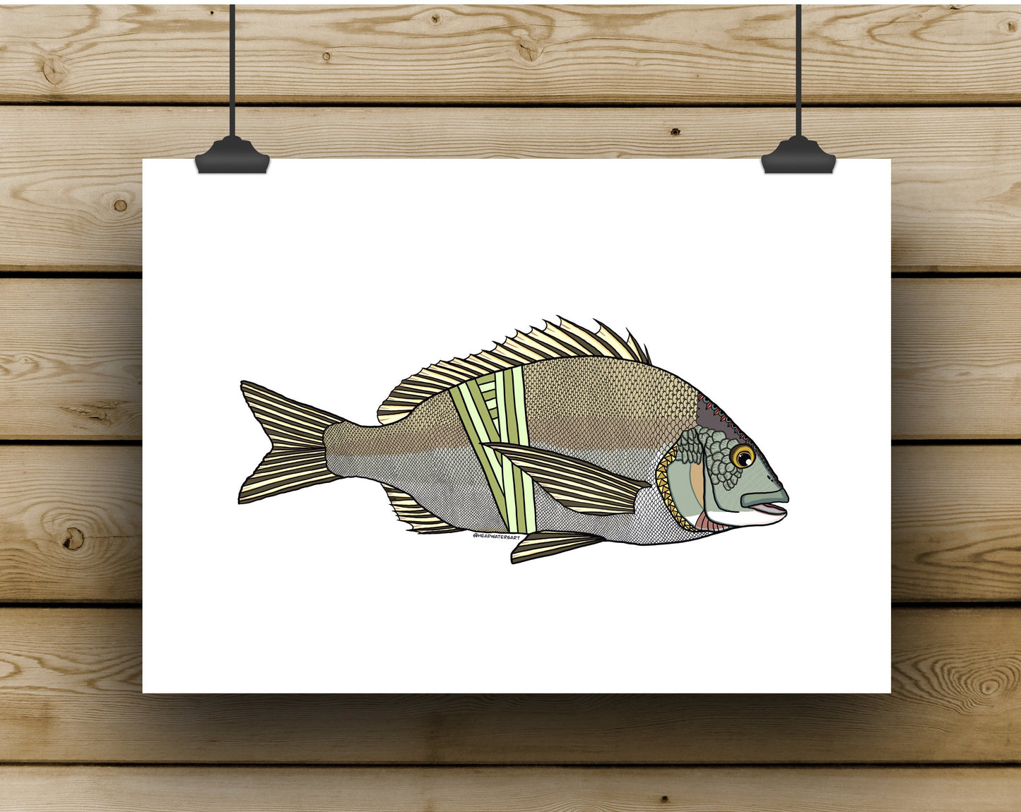 Australian Bream Prints - **MONTHLY PREORDER** See description