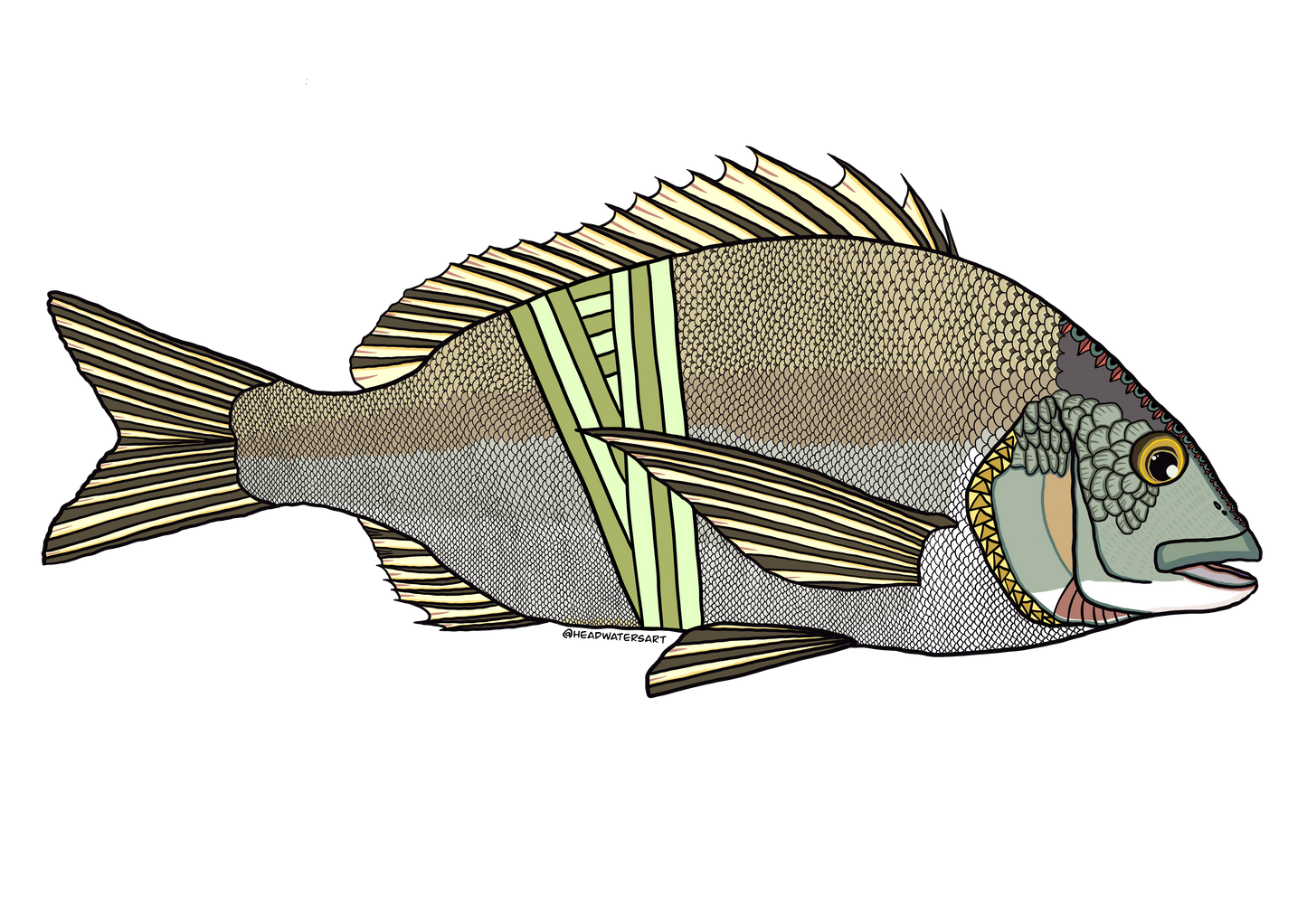 Australian Bream Prints - **MONTHLY PREORDER** See description