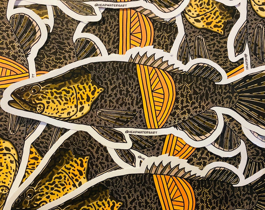 Murray Cod artwork featuring hand-drawn art by Justin Webber. All fish measure approximately 120mm and 250mm. Premium vinyl stickers, specially laminated to resist the elements.
