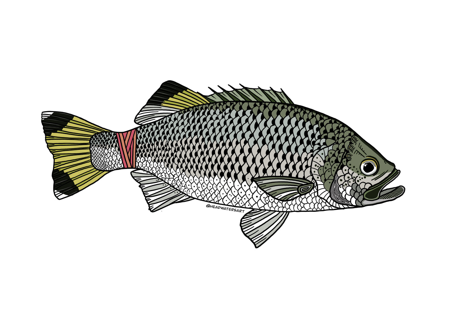 Jungle Perch - **MONTHLY PREORDER** See description
