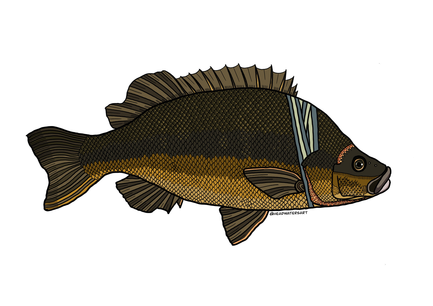 Sooty Grunter Decals