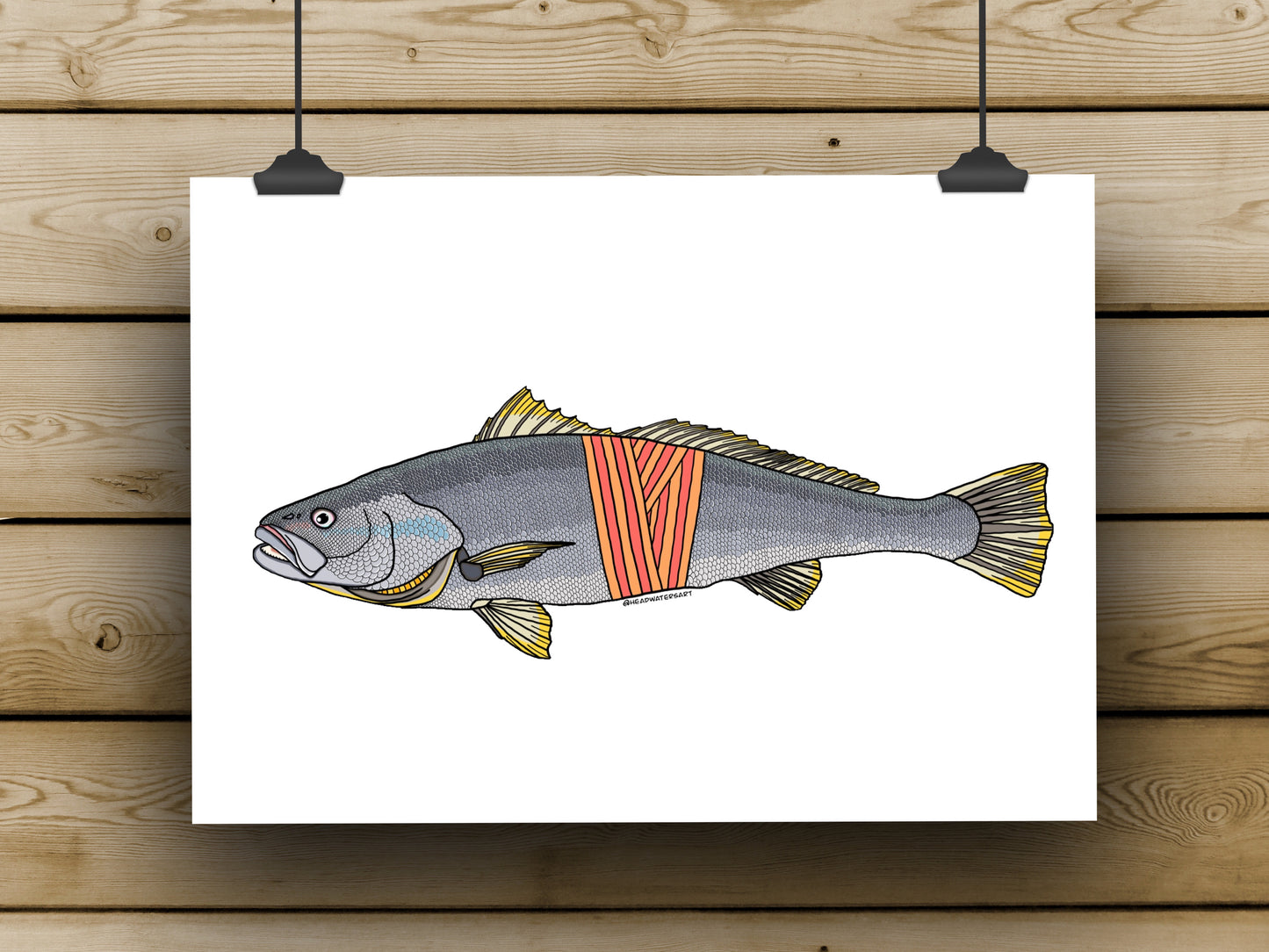 Mulloway / Jewfish - **MONTHLY PREORDER** See description