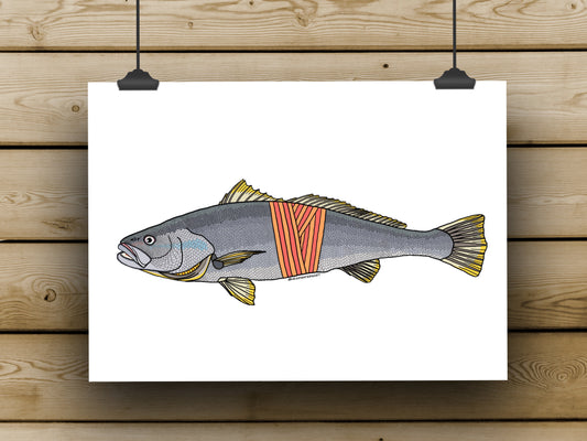 Mulloway / Jewfish - **MONTHLY PREORDER** See description