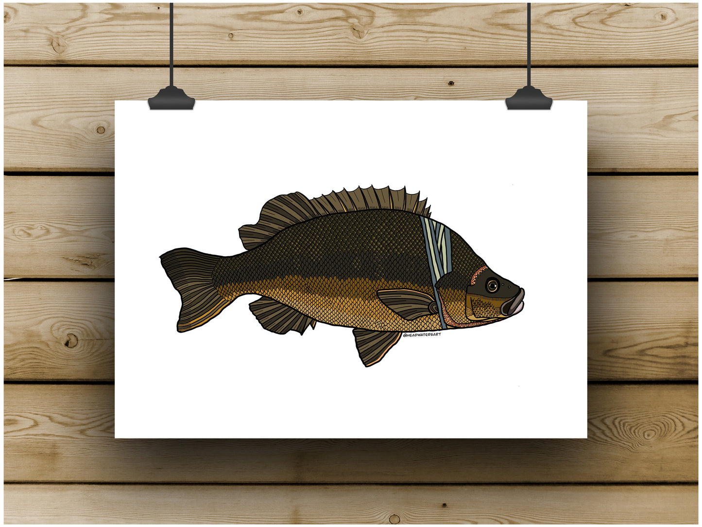 Sooty Grunter Prints - **MONTHLY PREORDER** See description
