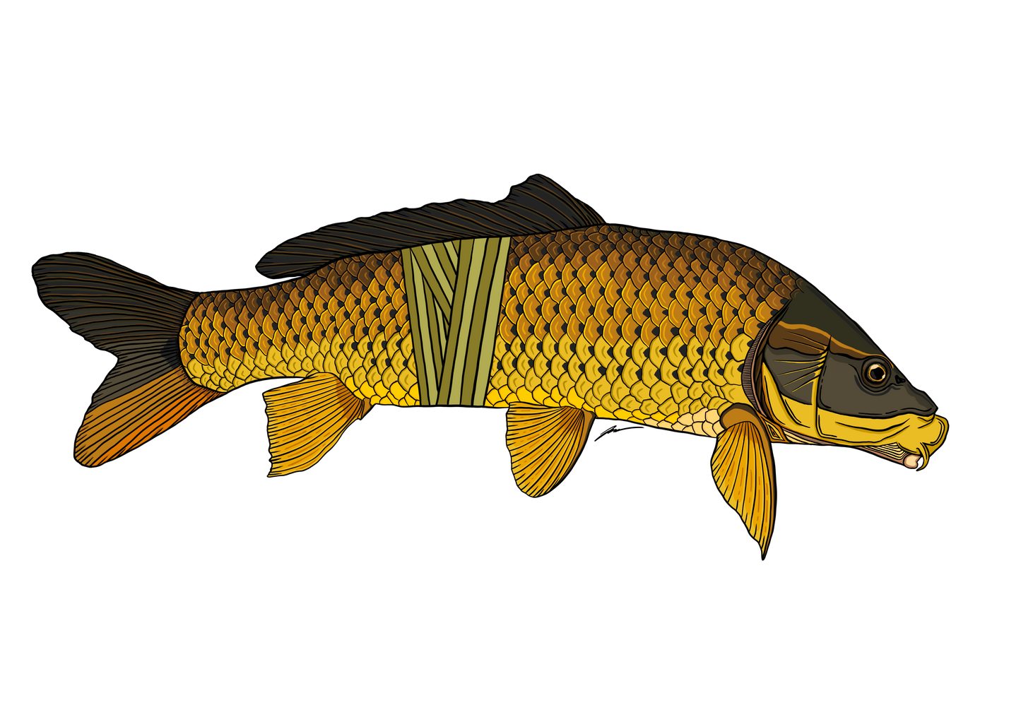 Carp Decals