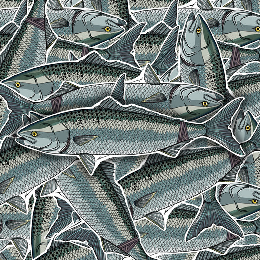 Aussie Salmon (Kahawai) Decals