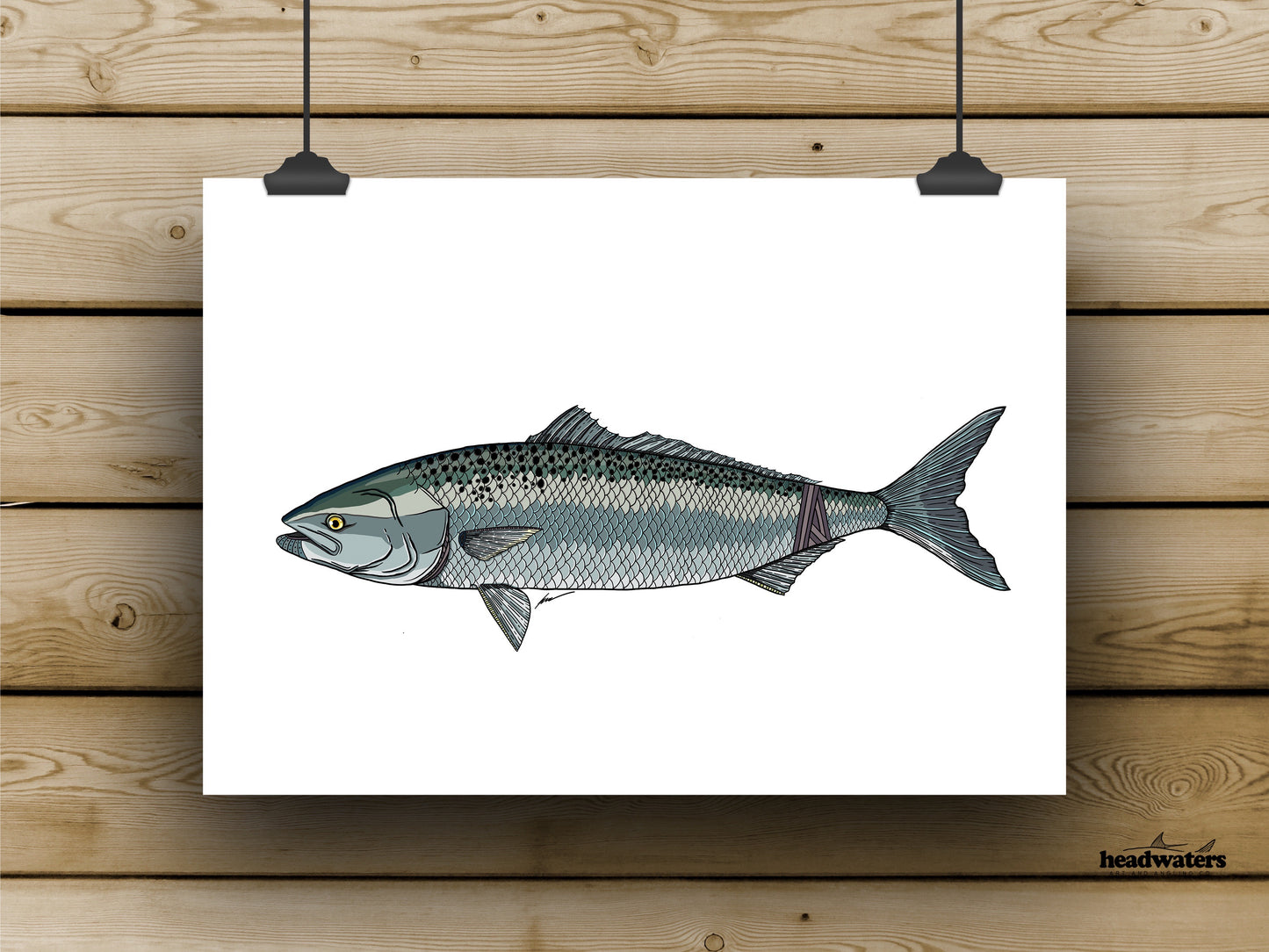Aussie Salmon Prints - **MONTHLY PREORDER** See description