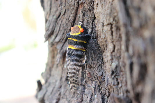 Cicada