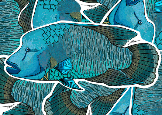 Wrasse Decals