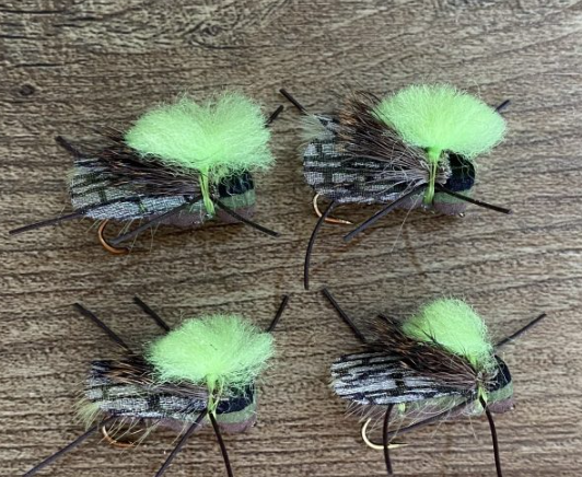 T'NF Cicada