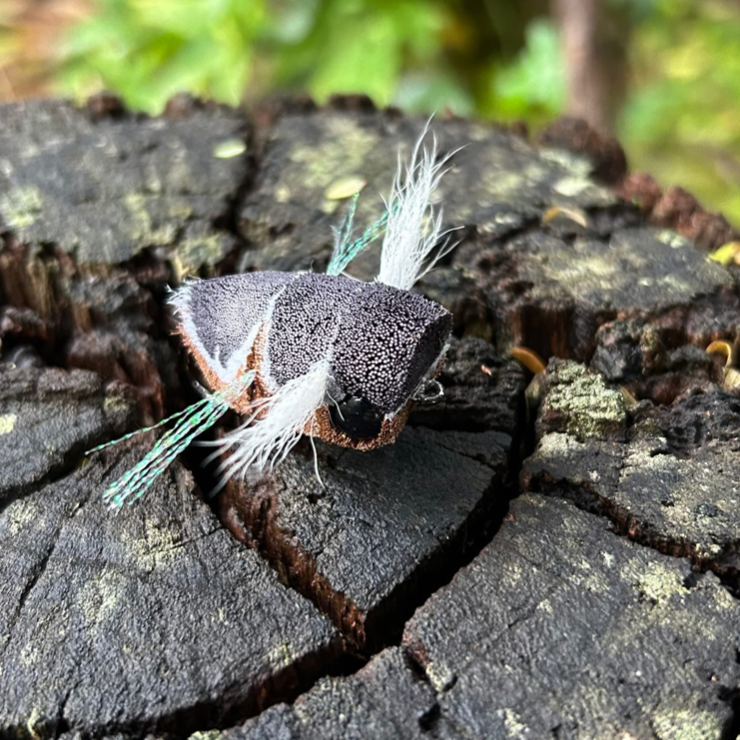 DOWNED CICADA