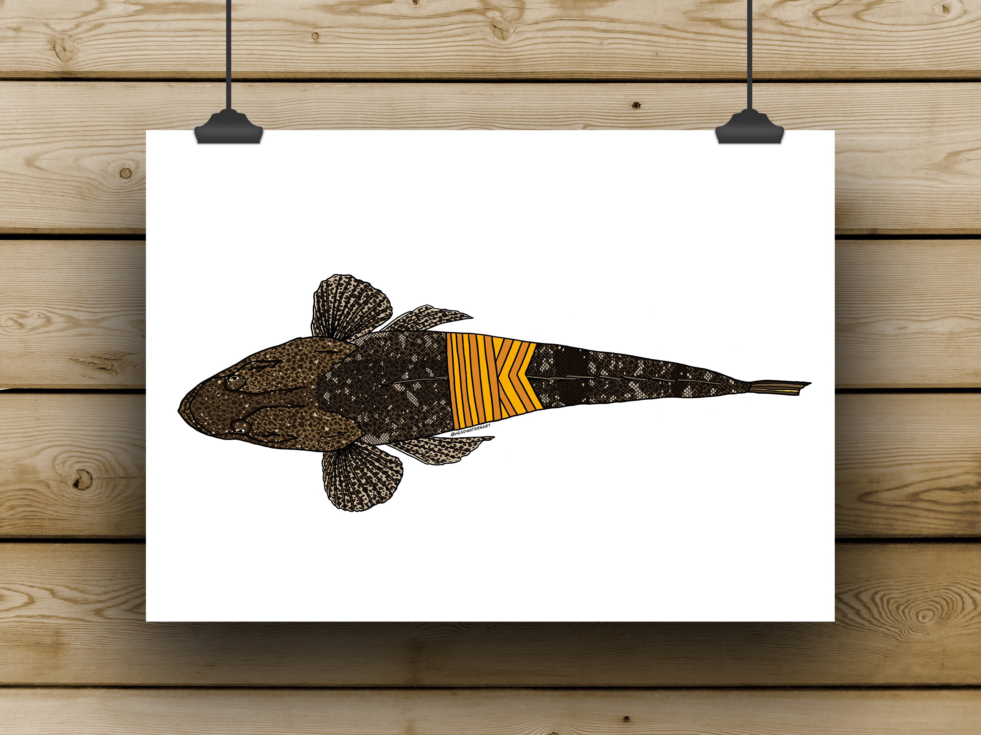 FISH ARTWORK PRINTS – Headwaters Art and Fly Shop