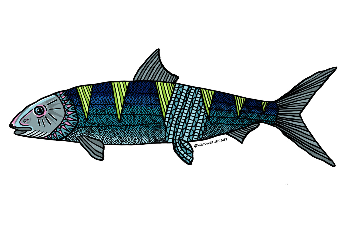 Bone Fish Pattern Illustrator Bonefish Decals – Headwaters Art and Fly Shop
