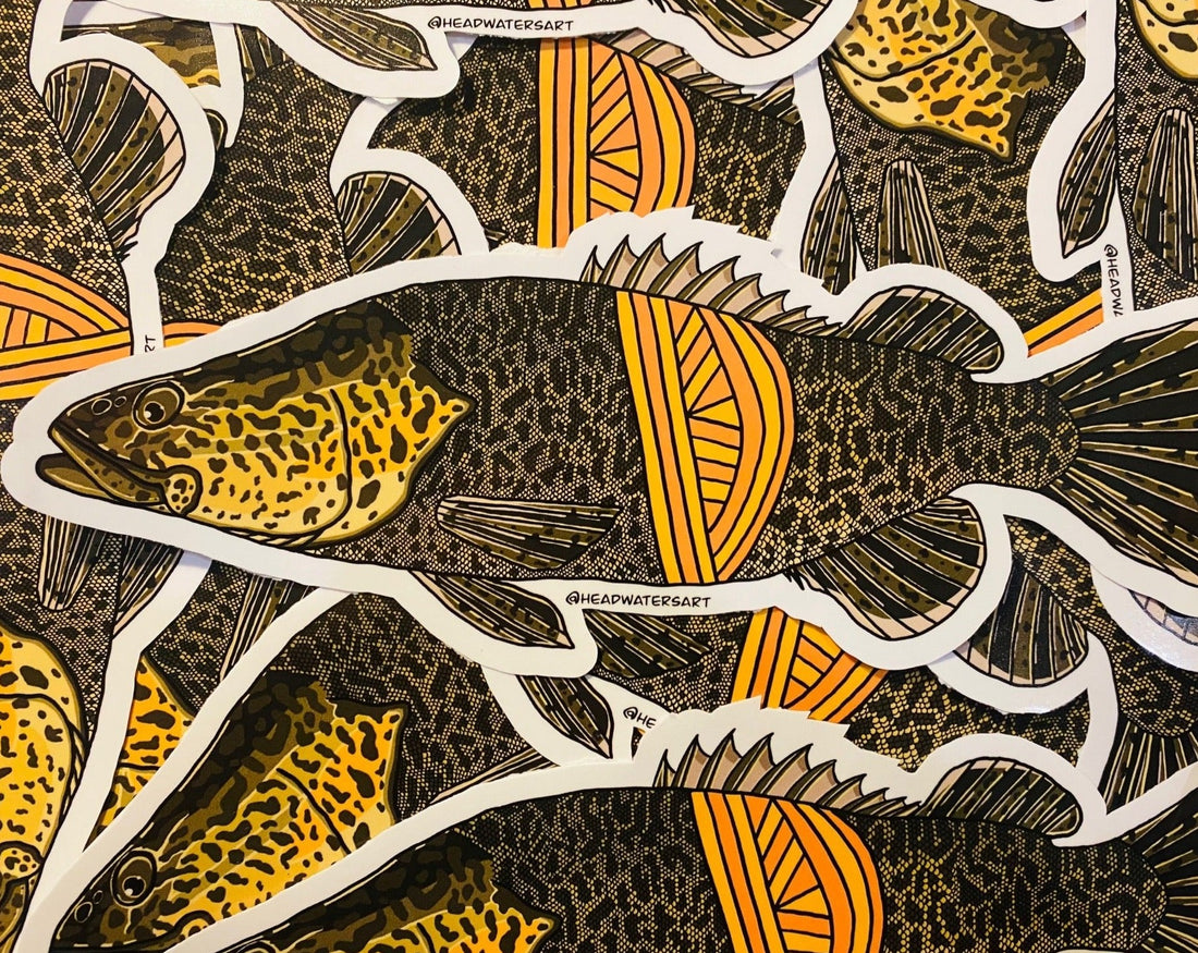 Murray Cod Decals – Headwaters Art and Fly Shop
