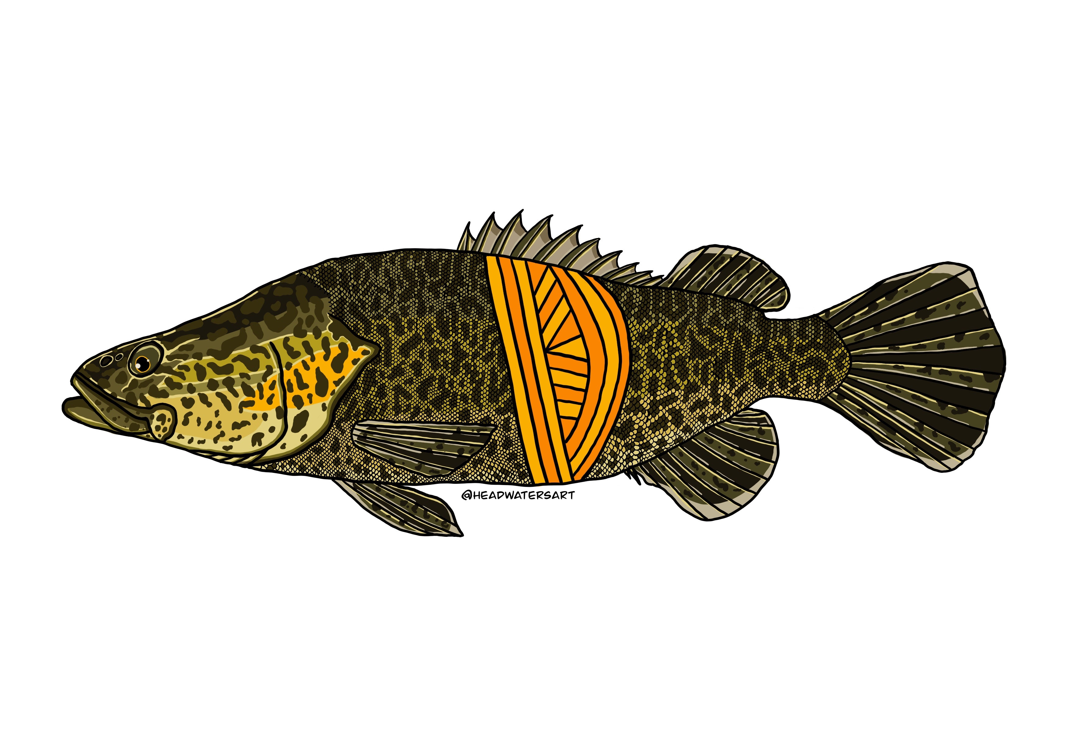 Murray Cod Decals – Headwaters Art and Fly Shop
