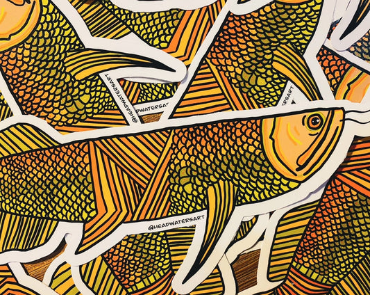 Saratoga artwork featuring hand-drawn art by Justin Webber. All fish measure approximately 120mm and 250mm. Premium vinyl stickers, specially laminated to resist the elements.
