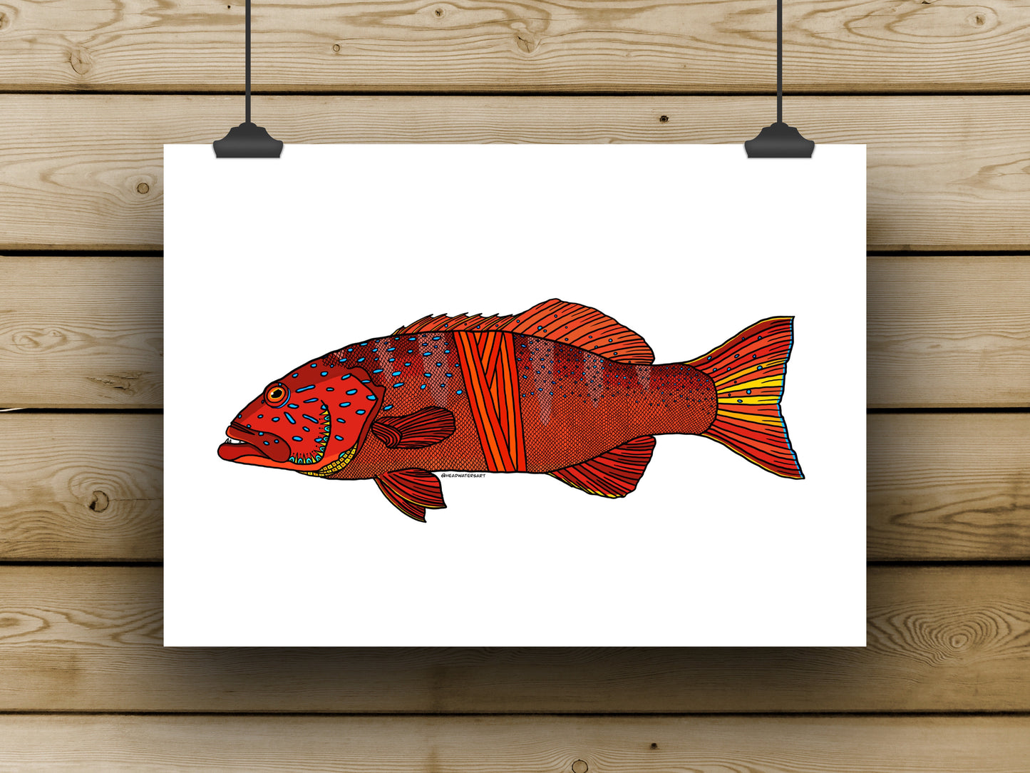 Coral Trout - MAY **PREORDER**